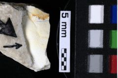 Foto (Detailansicht) von Decapoda indet. (NHMW-GEO-1990-0041-0160)